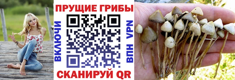 дарнет шоп  Берёзовский  Галлюциногенные грибы MAGIC MUSHROOMS 